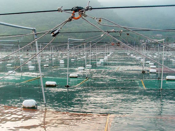 12512059_932465856838790_29698924_n