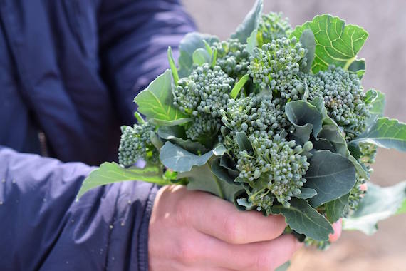 12604649_965235973561202_4894897207513345870_o