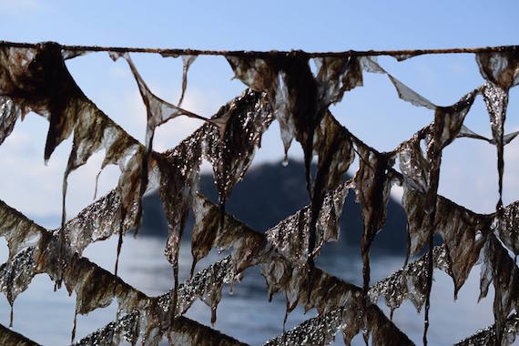 12645160_963253623759437_5603970839742434346_n