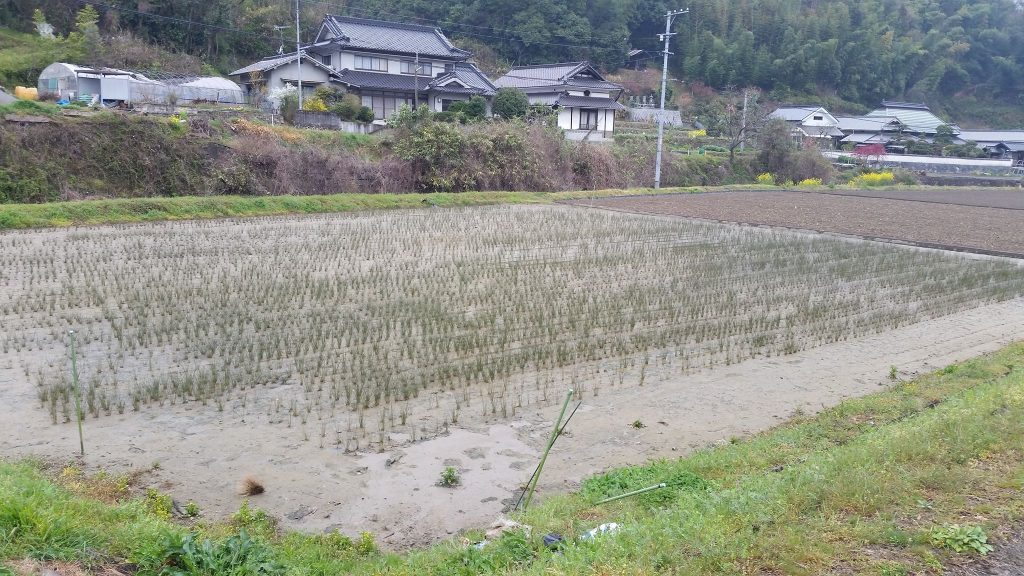 ⑤いぐさ田んぼ