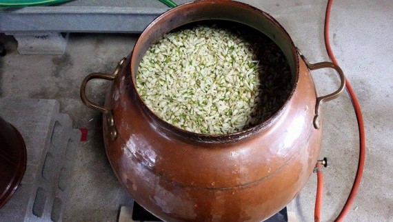 1510360_781742618608329_5715767334754897971_n