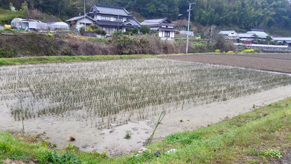 ①い草の田んぼからお届けします
