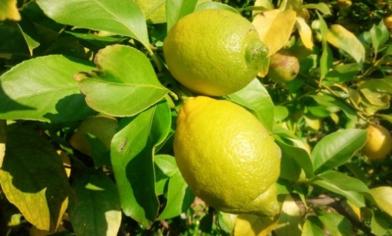 レモン畑1 (1024x616)