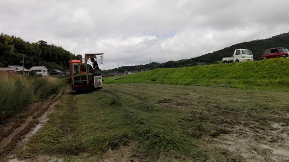 【いぐさ部】簡単にはいかない、い草栽培