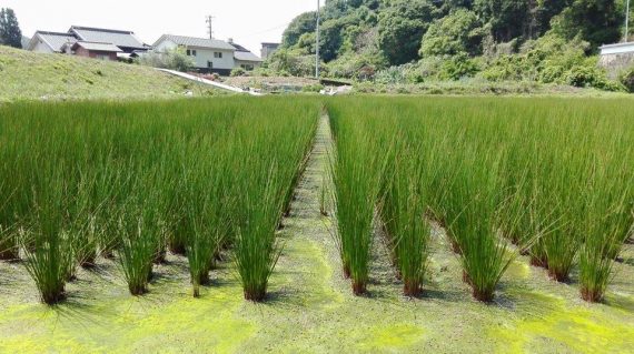 13179173_1077114739001003_8637313141184080793_n