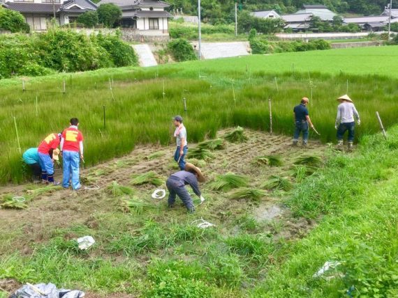 「いぐさの夏 2017 かごと円座」展示会開催のお知らせ