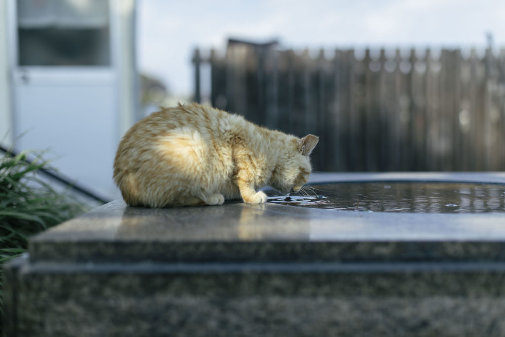 三度目のオノミチ