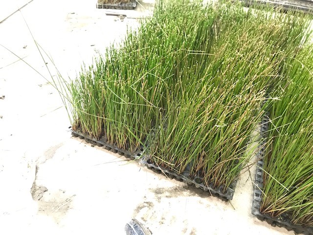 【いぐさ部】2017年植付